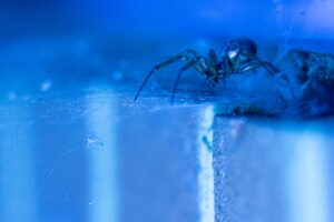 anaphylaxis to spider venom