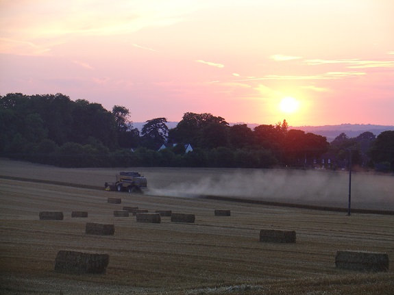 Wheat harvest at sunset